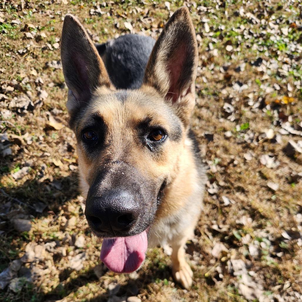 Tommy, a Adoptable German Shepherd Dog in Mankato, MN image 6/6