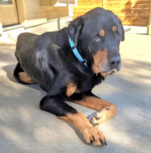 Dokie — thumbnail 2