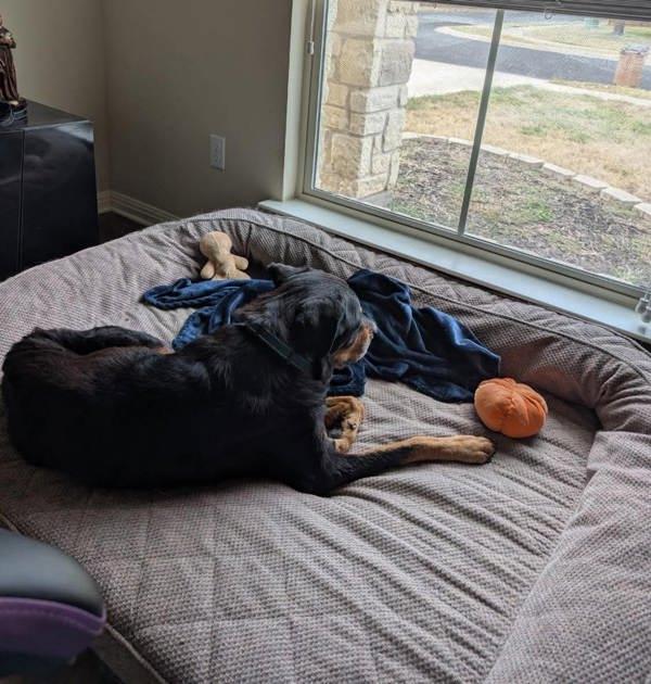 Dokie — thumbnail 3