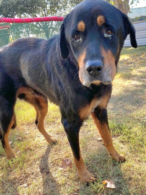 Dokie — thumbnail 4