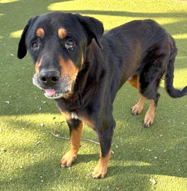 Dokie — thumbnail 5