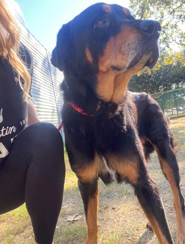 Dokie — thumbnail 6