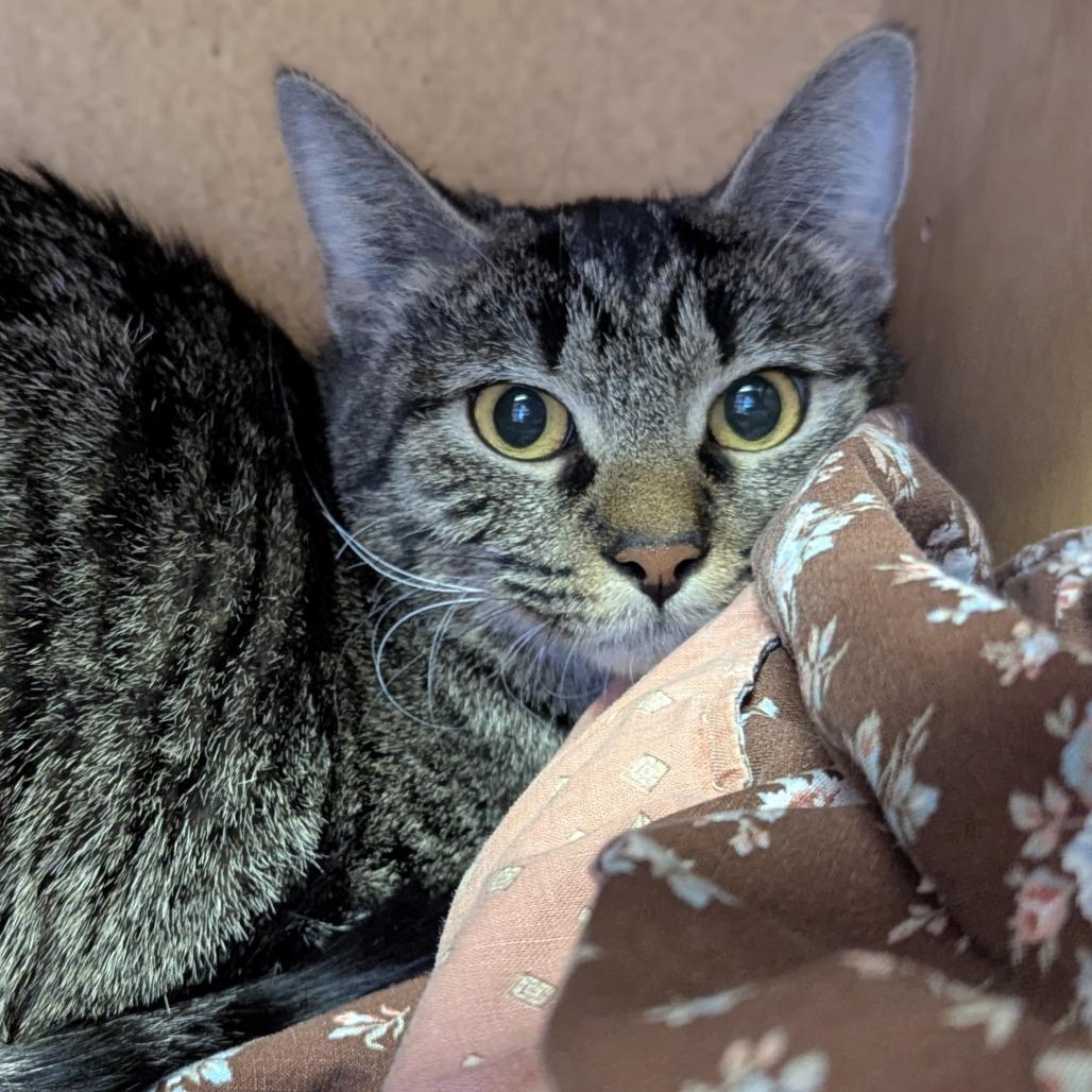 Elsie, ADOPTABLE, Young Female Domestic Short Hair.