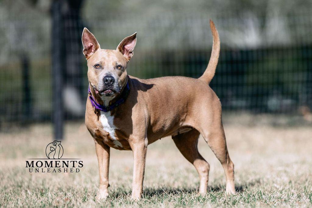 Enlarge Bessie , a ADOPTABLE mixed breed in Myakka City, FL image 6/6
