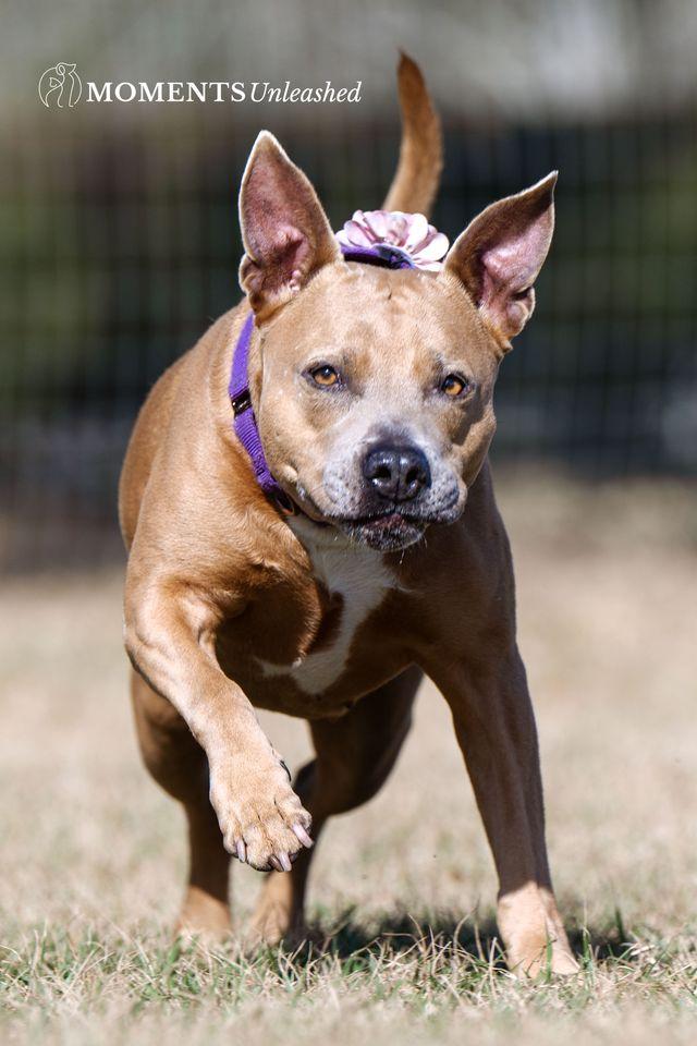 Enlarge Bessie , a ADOPTABLE mixed breed in Myakka City, FL image 5/6