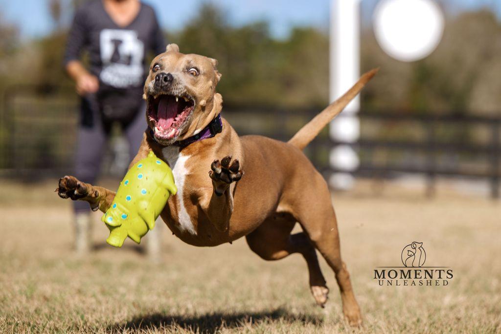 Enlarge Bessie , a ADOPTABLE mixed breed in Myakka City, FL image 2/6
