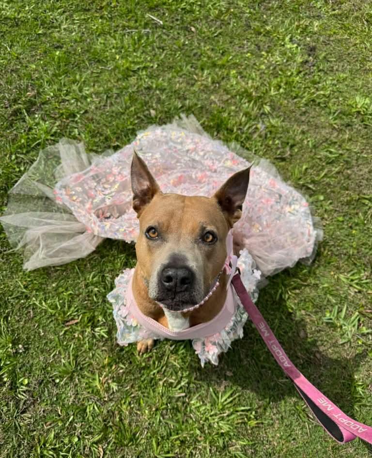 Enlarge Bessie , a ADOPTABLE mixed breed in Myakka City, FL image 1/6