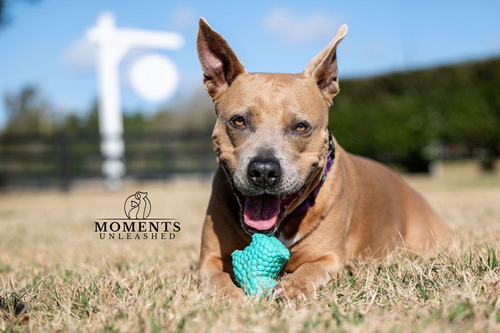 Enlarge Bessie , a ADOPTABLE mixed breed in Myakka City, FL image 1/6