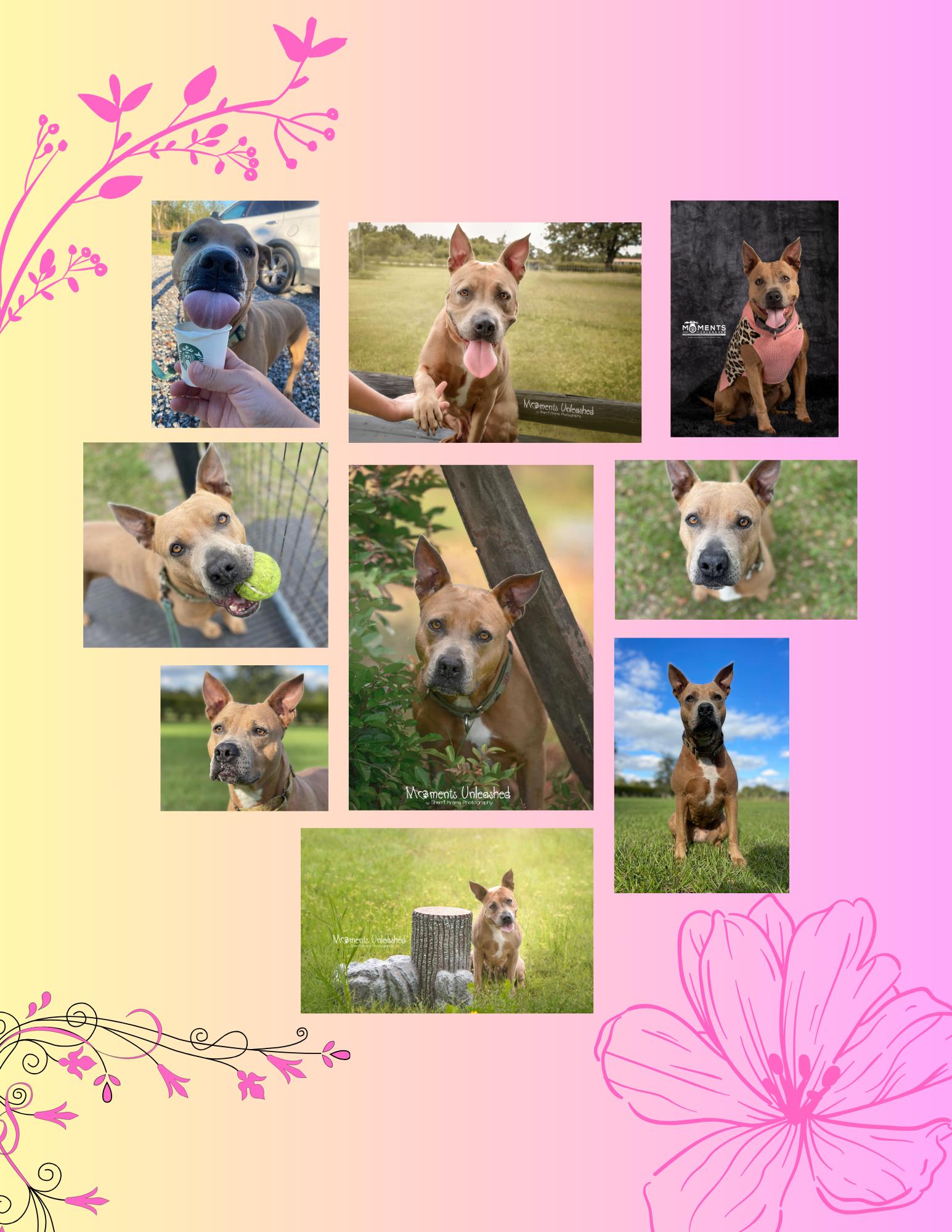 Enlarge Bessie , a ADOPTABLE mixed breed in Myakka City, FL image 4/6