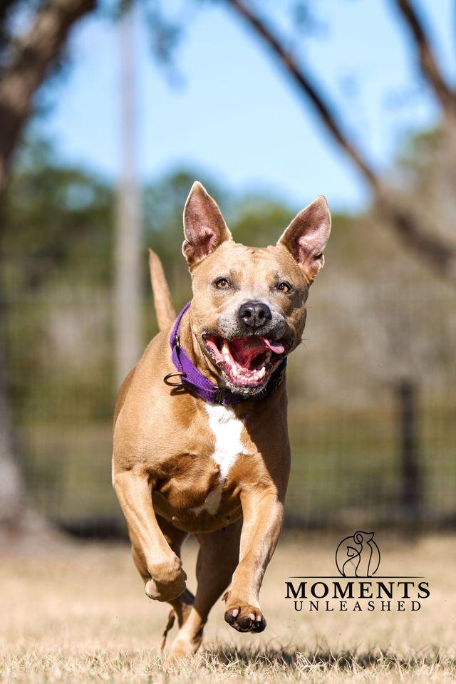 Enlarge Bessie , a ADOPTABLE mixed breed in Myakka City, FL image 3/6