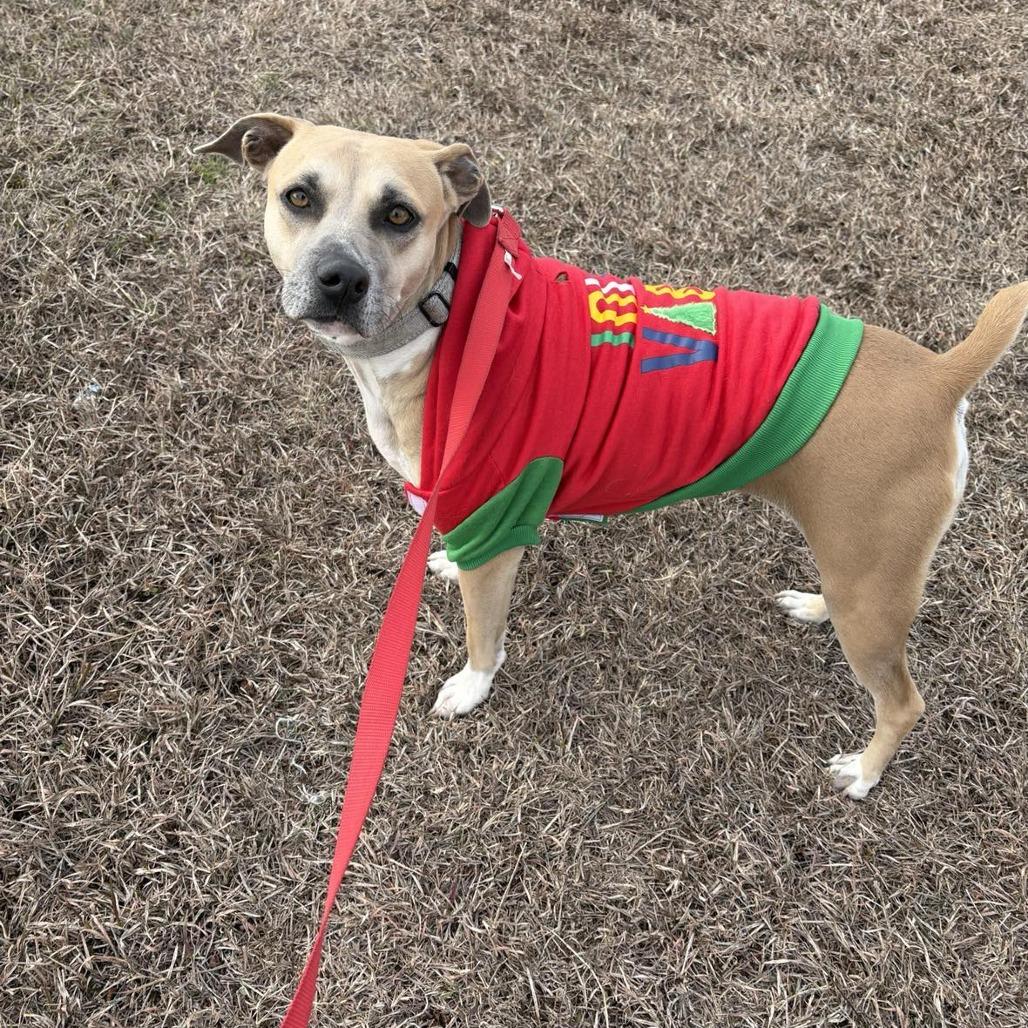 Enlarge Daisy, a Adoptable Black Mouth Cur in San Antonio , TX image 2/6