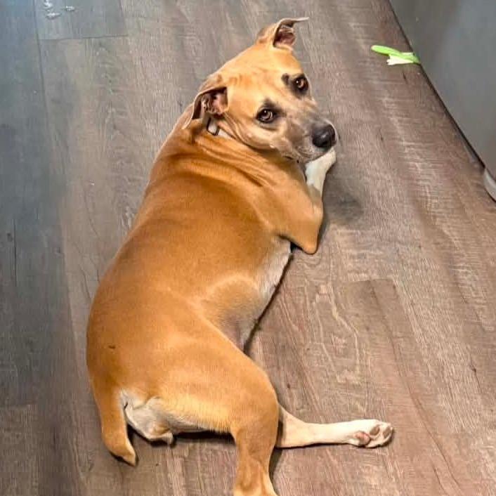 Enlarge Daisy, a Adoptable Black Mouth Cur in San Antonio , TX image 1/6