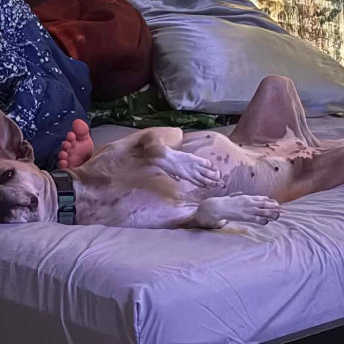 Enlarge Daisy, a Adoptable Black Mouth Cur in San Antonio , TX image 4/6