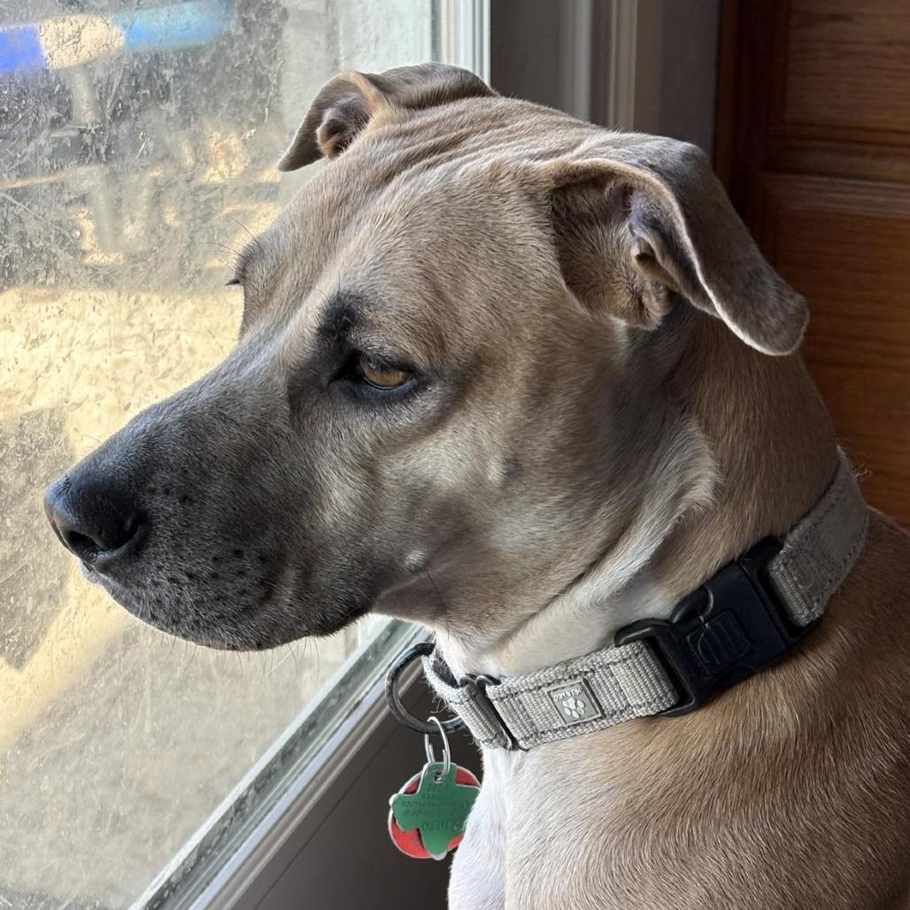 Enlarge Daisy, a Adoptable Black Mouth Cur in San Antonio , TX image 5/6