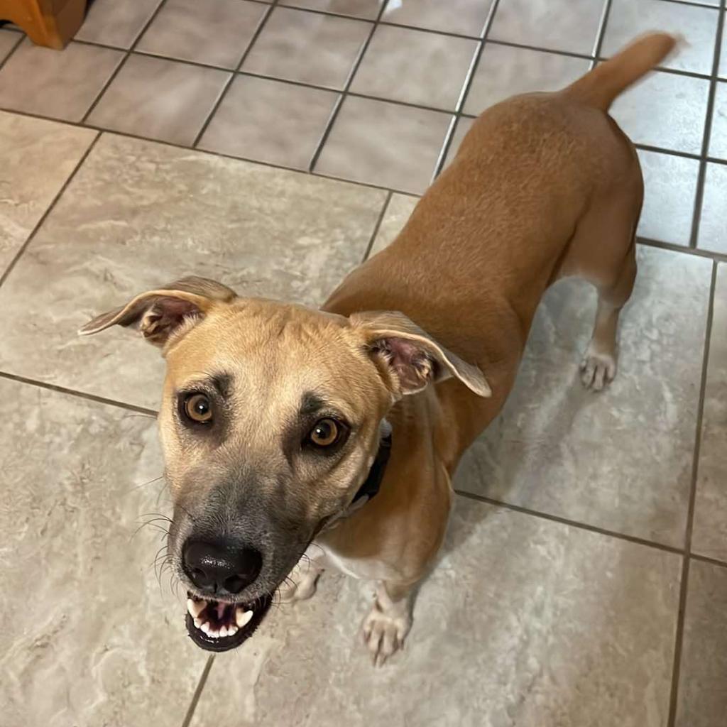 Enlarge Daisy, a Adoptable Black Mouth Cur in San Antonio , TX image 3/6