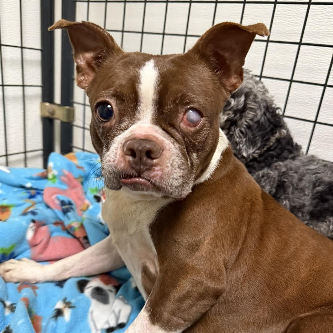 Peachy Pie, Adoptable, Adult Female Boston Terrier.