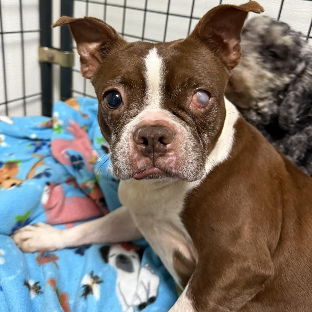 Enlarge Peachy Pie, a Adoptable mixed breed in Archbold , OH image 2/2