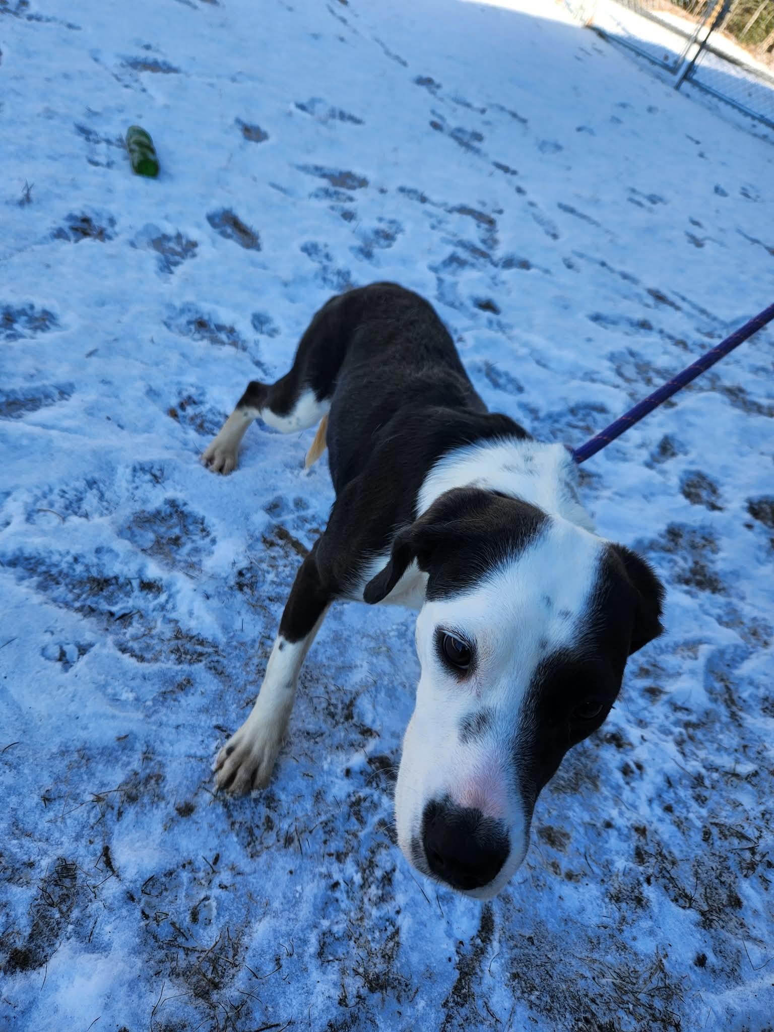 Peach, ADOPTABLE, Young Female Beagle.