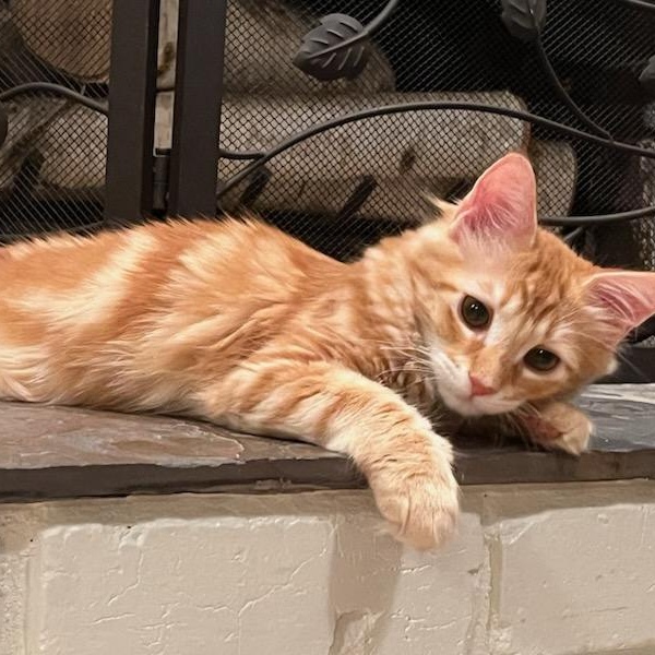 Cat for adoption BOYZNBERRY (& LUKE DUKE), a Persian & Maine Coon Mix in Escalon, CA Petfinder