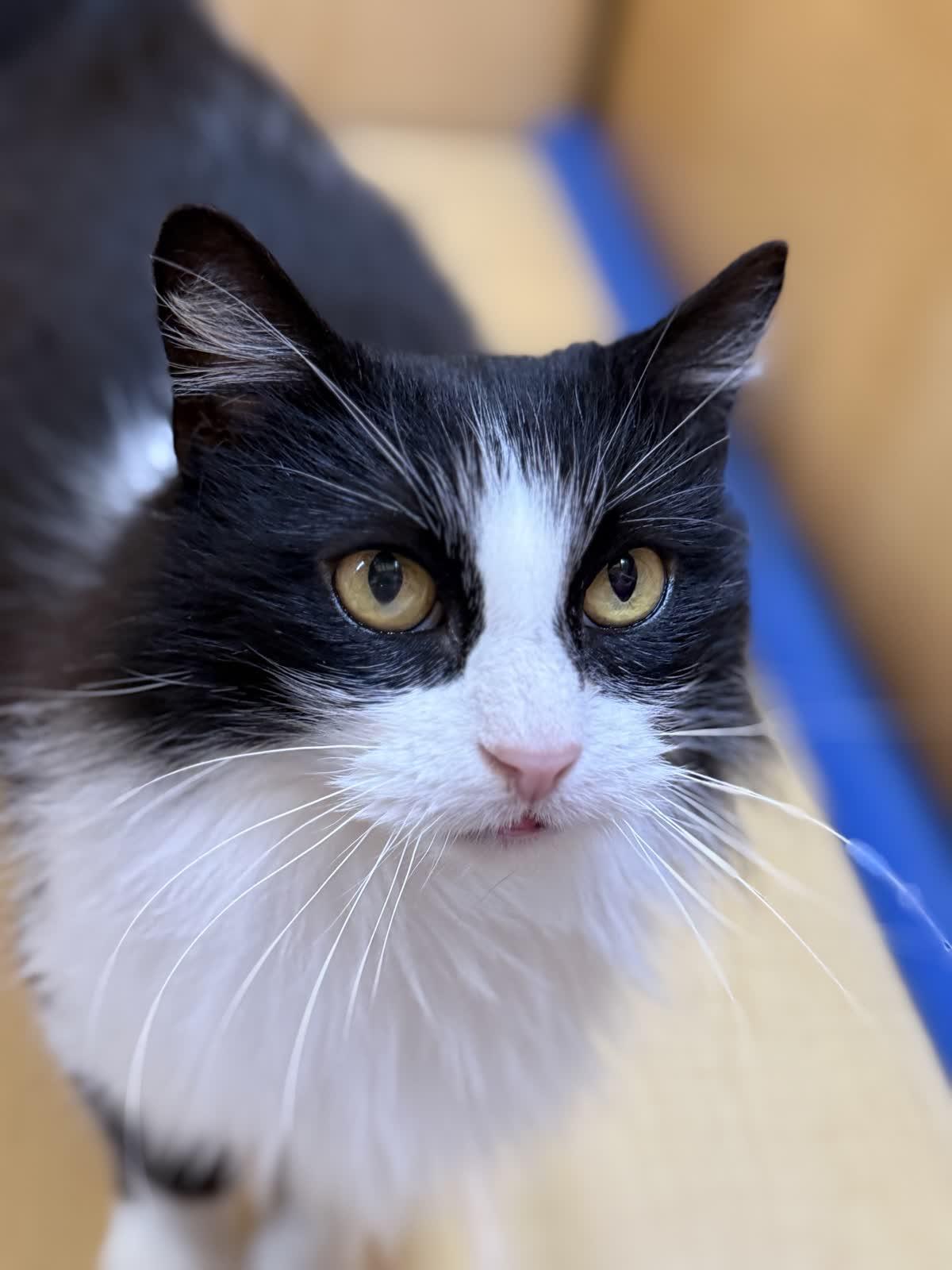Mandy, adoptable, Senior Female Domestic Long Hair.