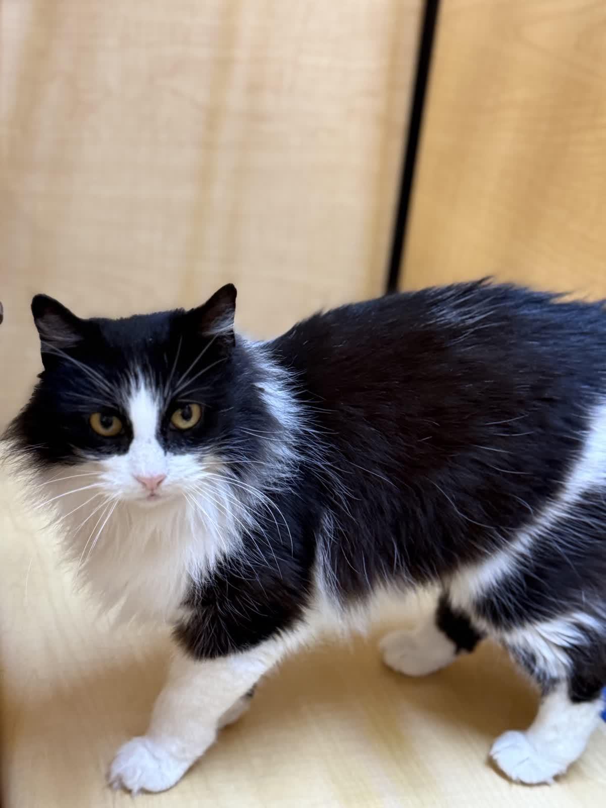 Enlarge Mandy, an adoptable Domestic Long Hair in Sunset Valley, TX image 5/6