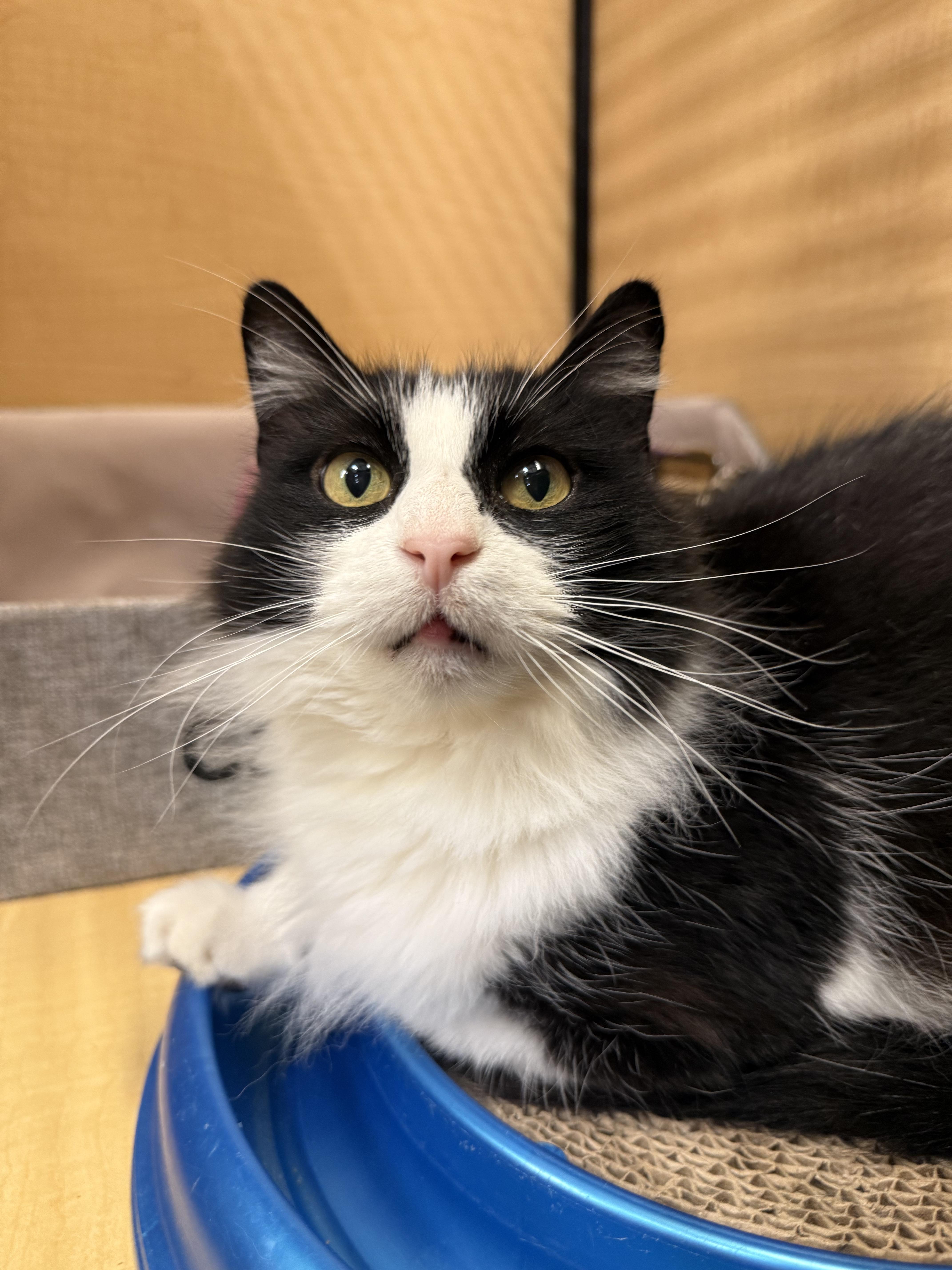 Enlarge Mandy, an adoptable Domestic Long Hair in Austin, TX image 1/6