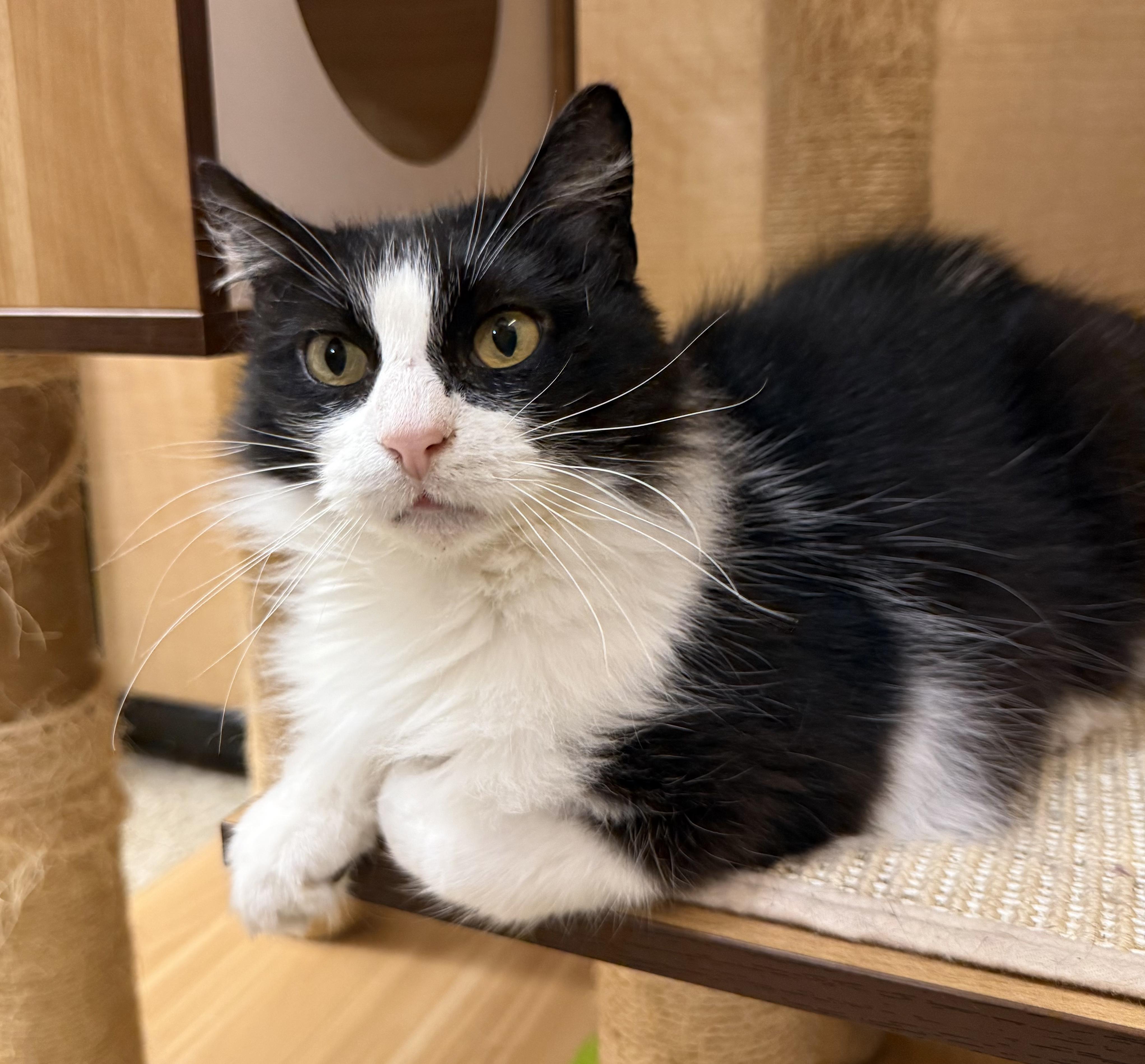 Mandy, adoptable, Senior Female Domestic Long Hair.
