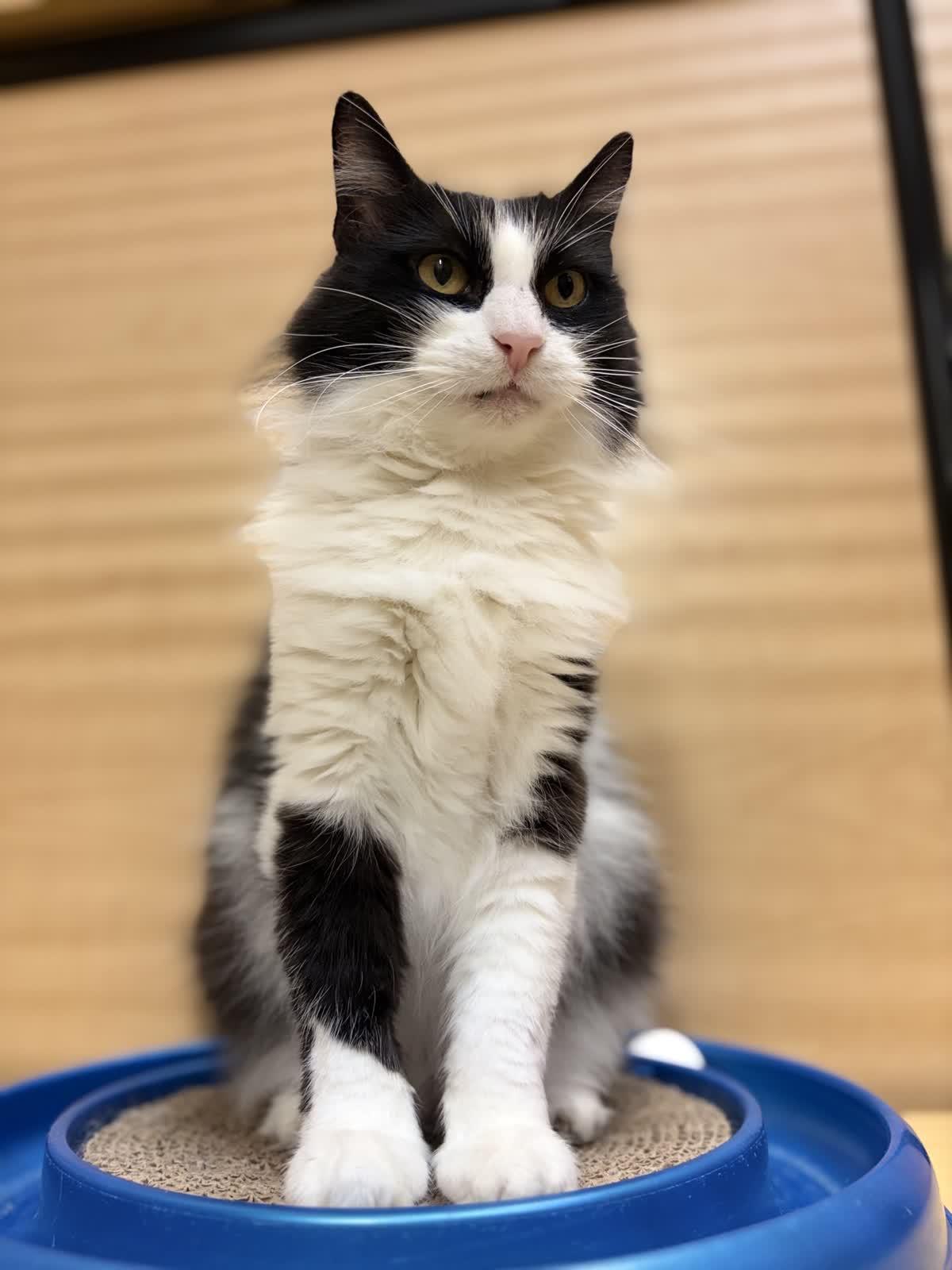 Enlarge Mandy, an adoptable Domestic Long Hair in Austin, TX image 3/6