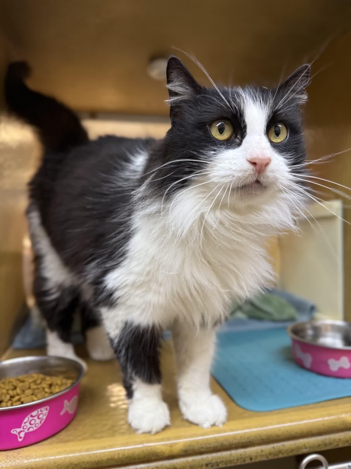 Enlarge Mandy, an adoptable Domestic Long Hair in Sunset Valley, TX image 3/6