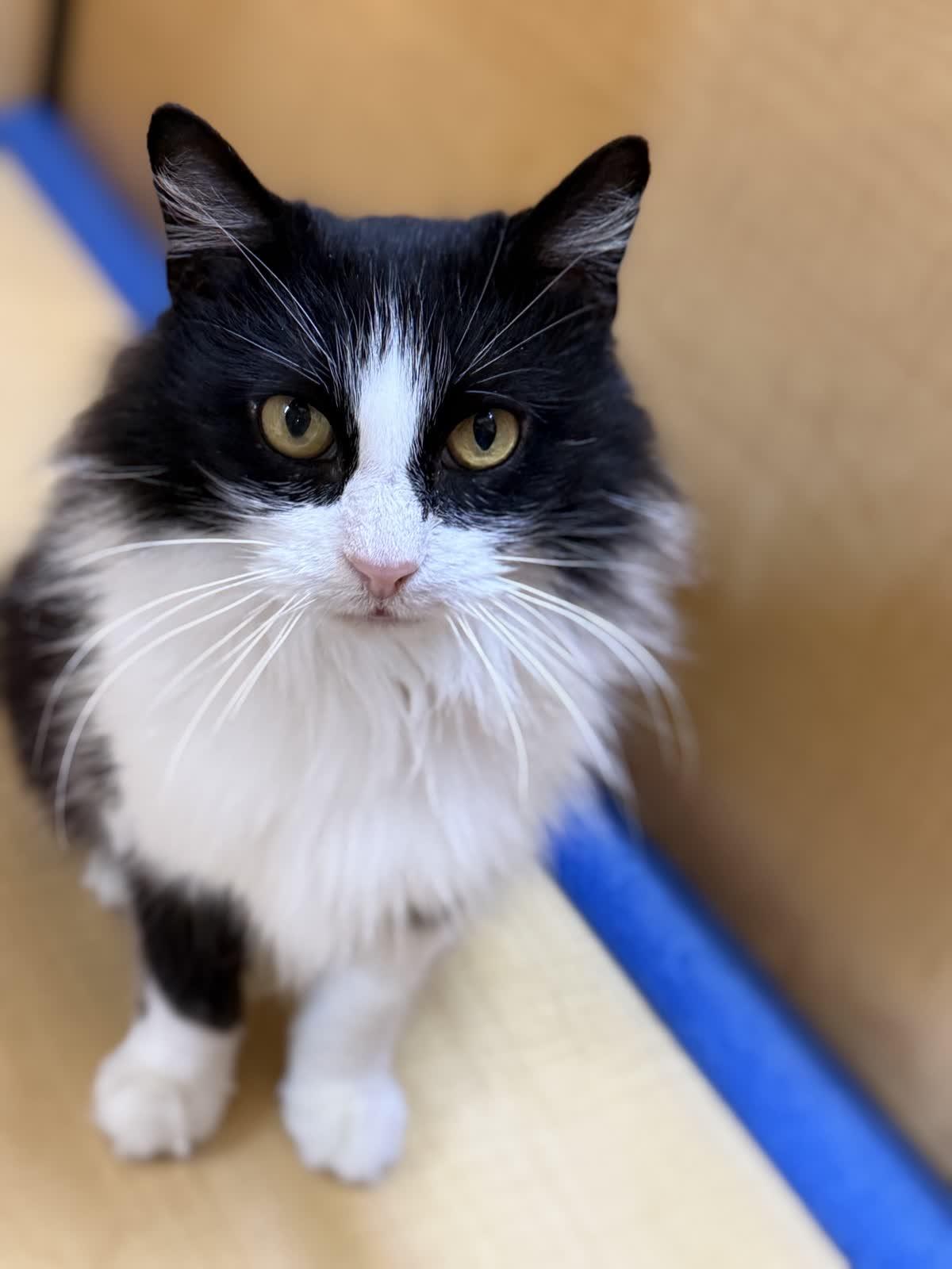 Enlarge Mandy, an adoptable Domestic Long Hair in Sunset Valley, TX image 2/6