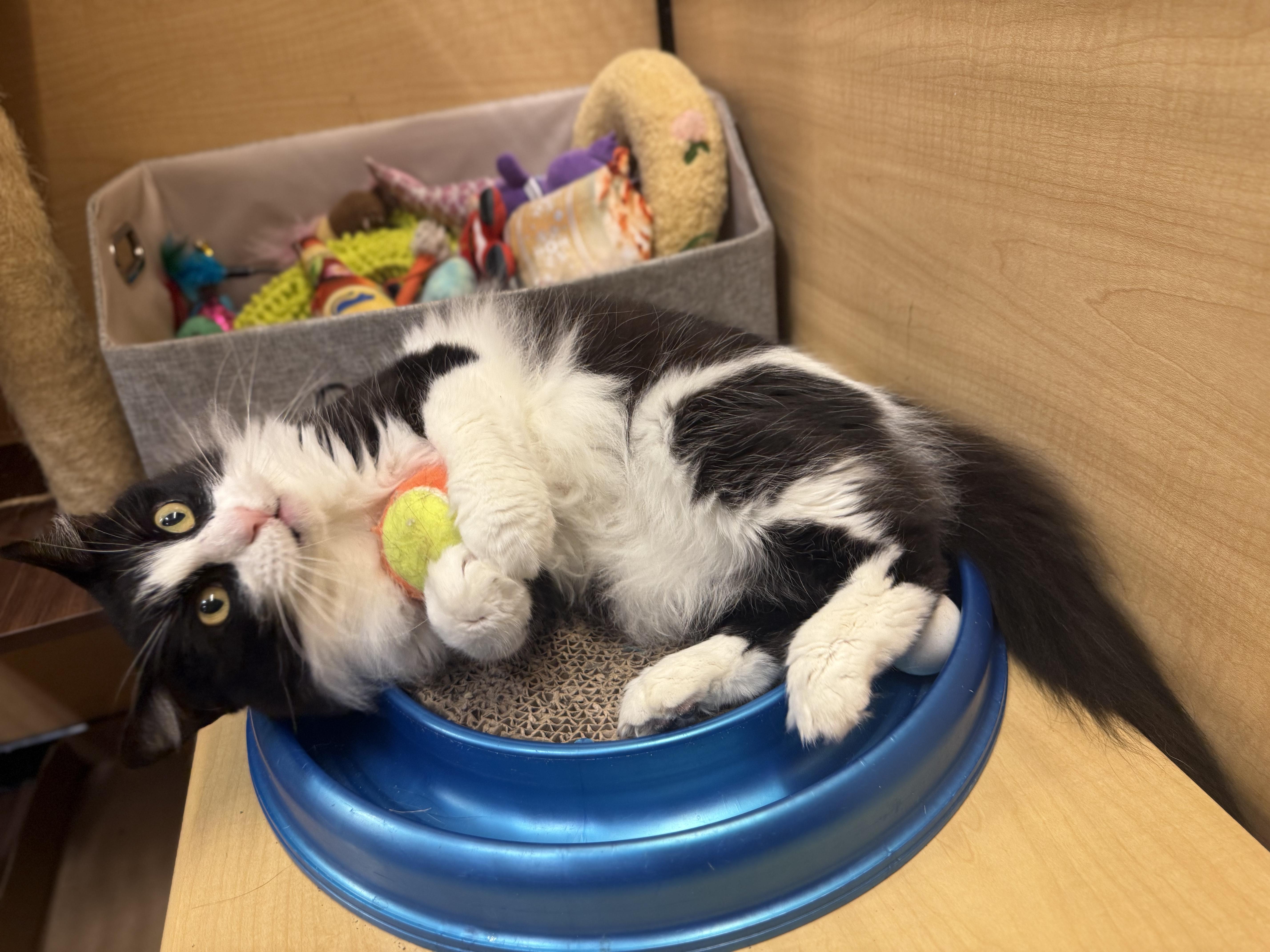 Enlarge Mandy, an adoptable Domestic Long Hair in Austin, TX image 2/6