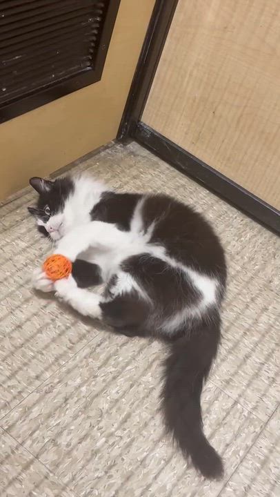 Enlarge Mandy, an adoptable Domestic Long Hair in Sunset Valley, TX video 6/6