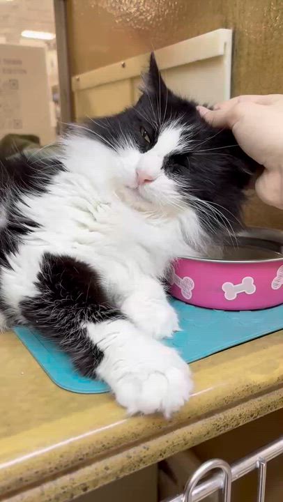Enlarge Mandy, an adoptable Domestic Long Hair in Sunset Valley, TX video 4/6