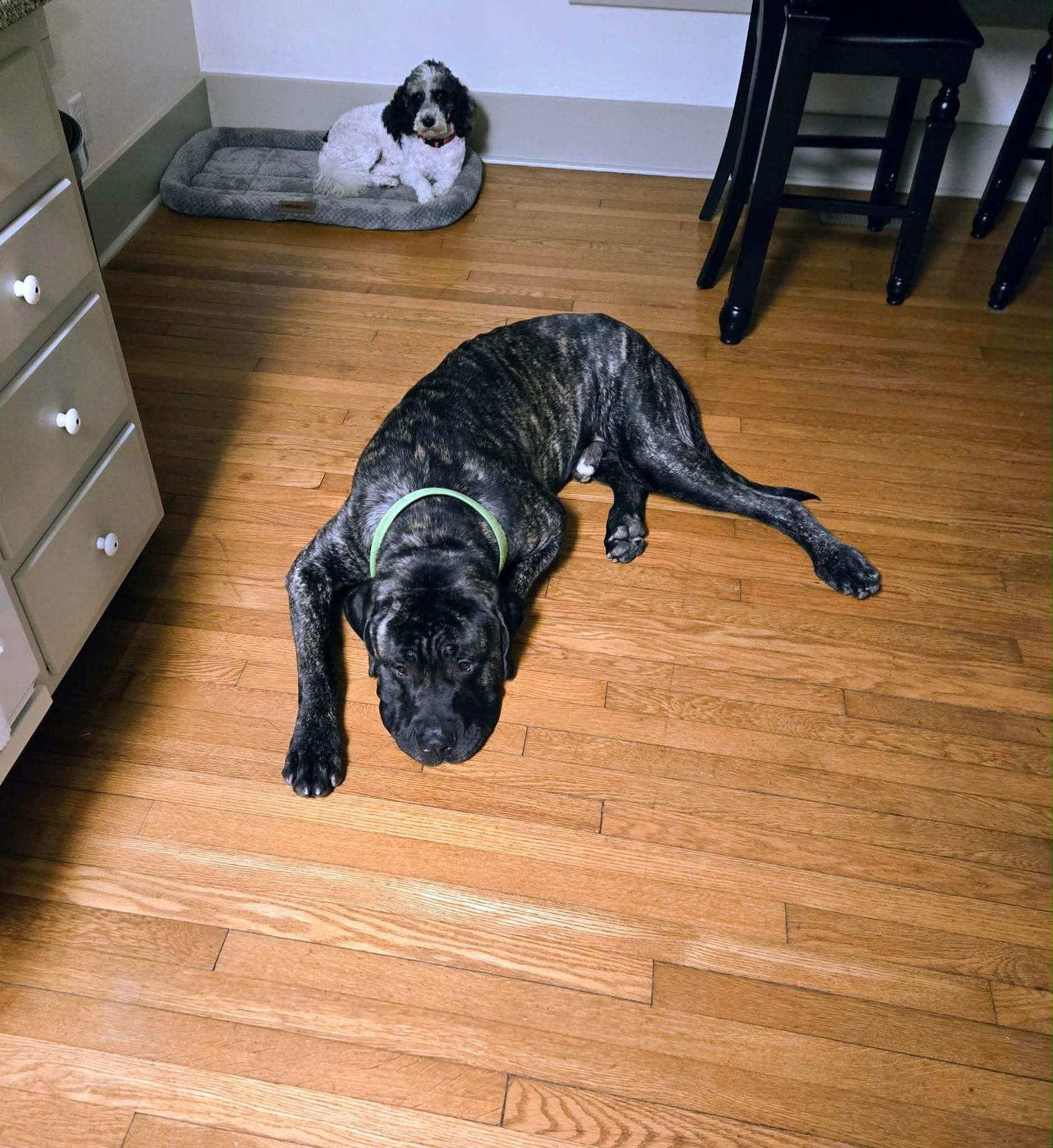 Bruno, Adoptable, Young Male Mastiff.