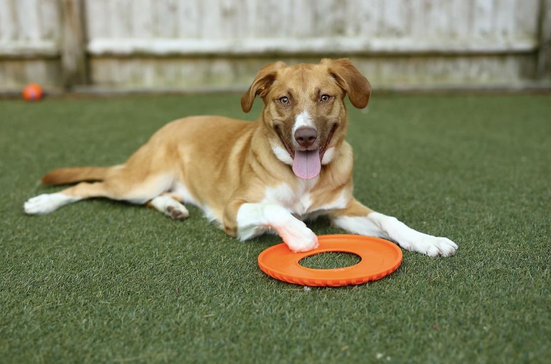 Enlarge Winnie, a Adoptable mixed breed in Pembroke, MA image 6/6