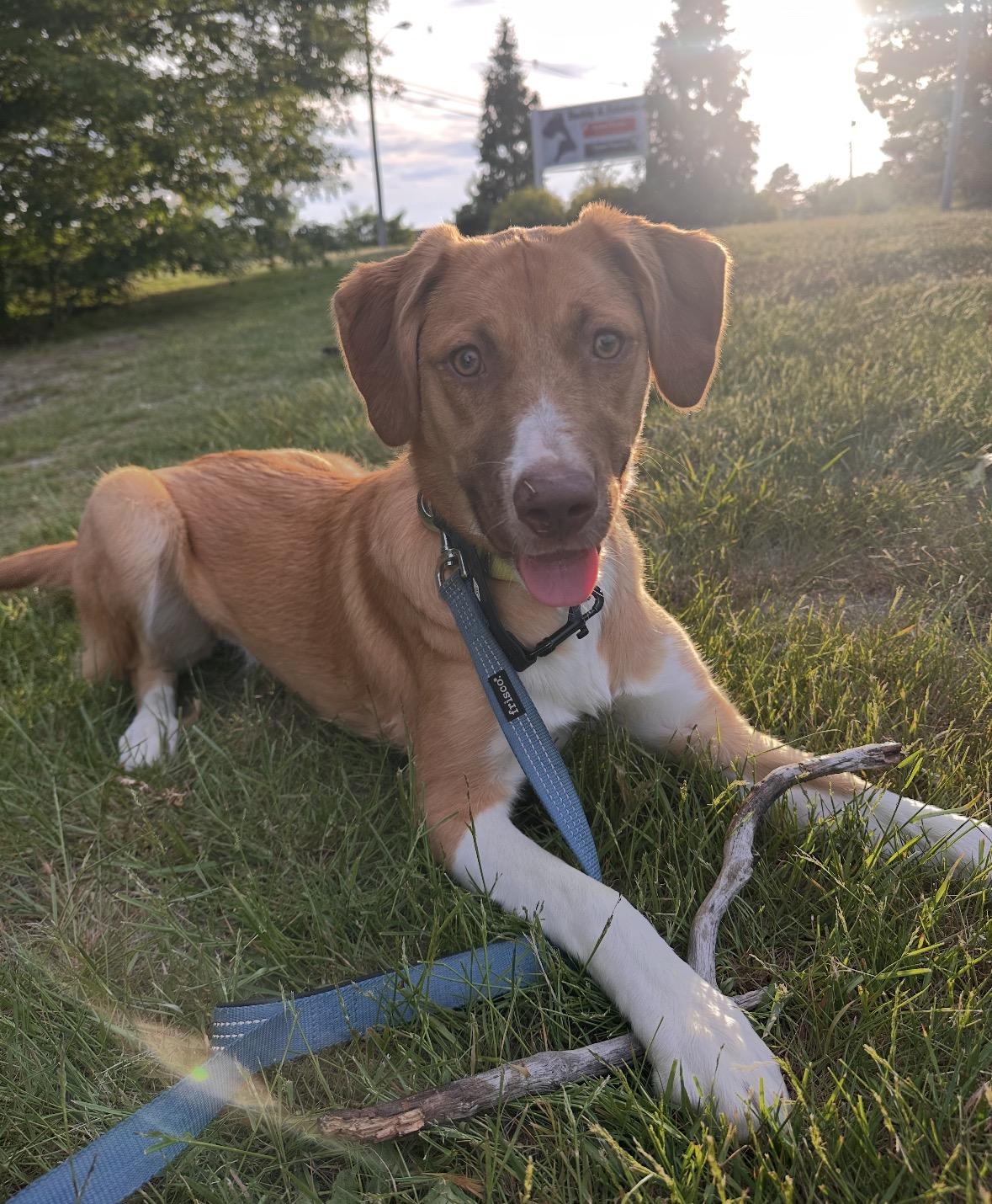 Enlarge Winnie, a Adoptable mixed breed in Pembroke, MA image 3/6