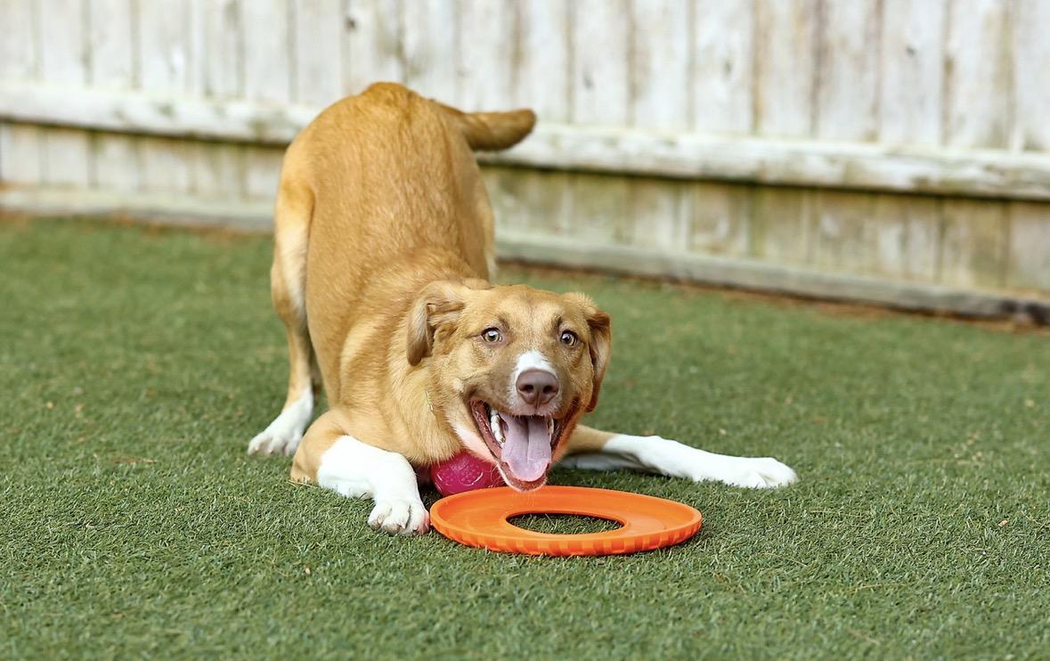 Enlarge Winnie, a Adoptable mixed breed in Pembroke, MA image 5/6