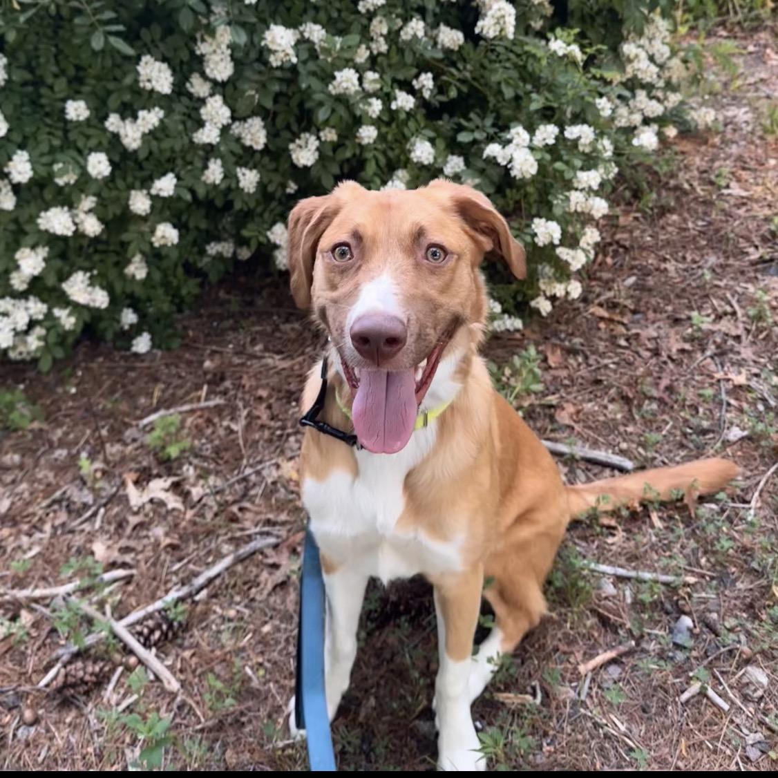 Enlarge Winnie, a Adoptable mixed breed in Pembroke, MA image 4/6