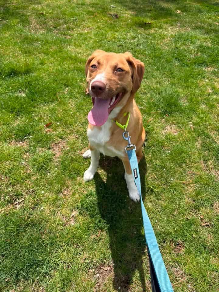 Enlarge Winnie, a Adoptable mixed breed in Pembroke, MA image 2/6