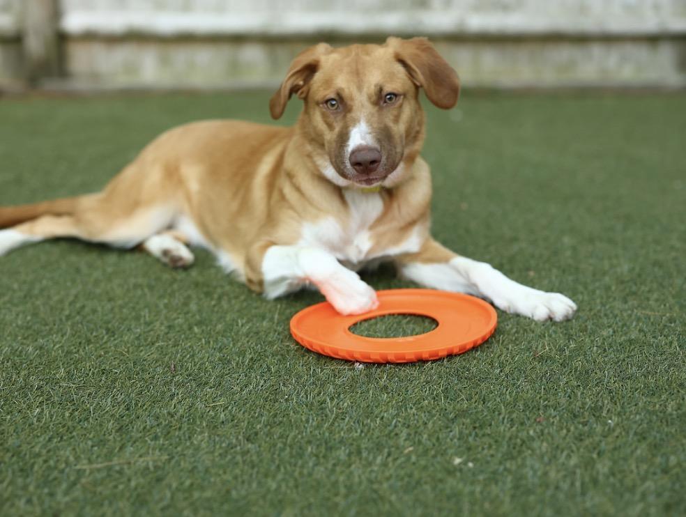 Enlarge Winnie, a Adoptable mixed breed in Pembroke, MA image 1/6