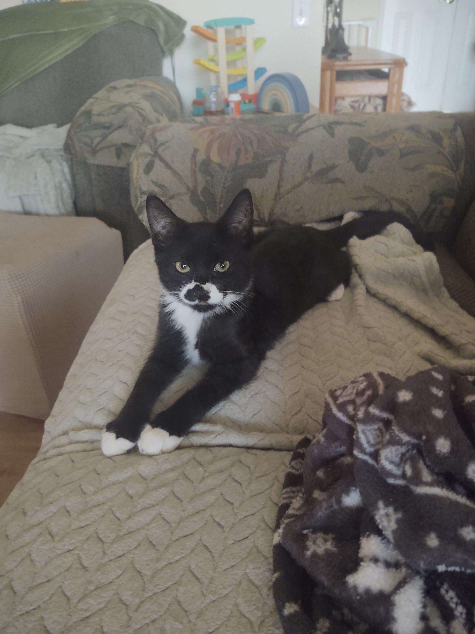 Max, Adopted, Young Female Tuxedo & Domestic Short Hair.