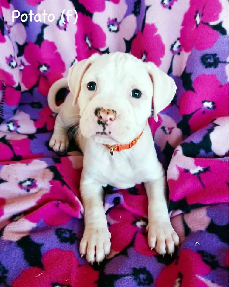 Veg Litter - Potato, Adopted, Puppy Female Boxer.