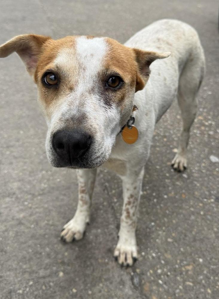 Enlarge Maddy, a Adoptable Cattle Dog in Troy, AL image 1/1