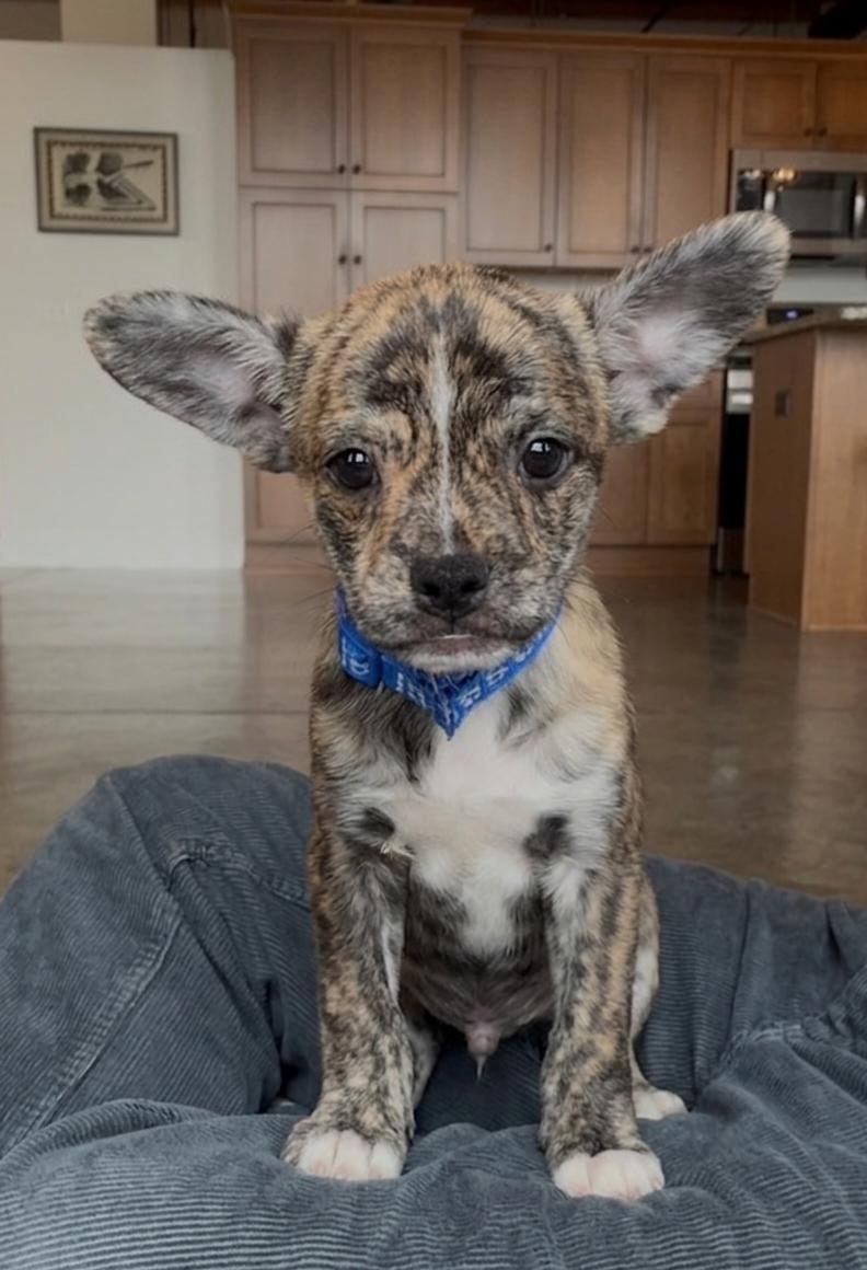 **BARNUM**, Adopted, Puppy Male Chihuahua.