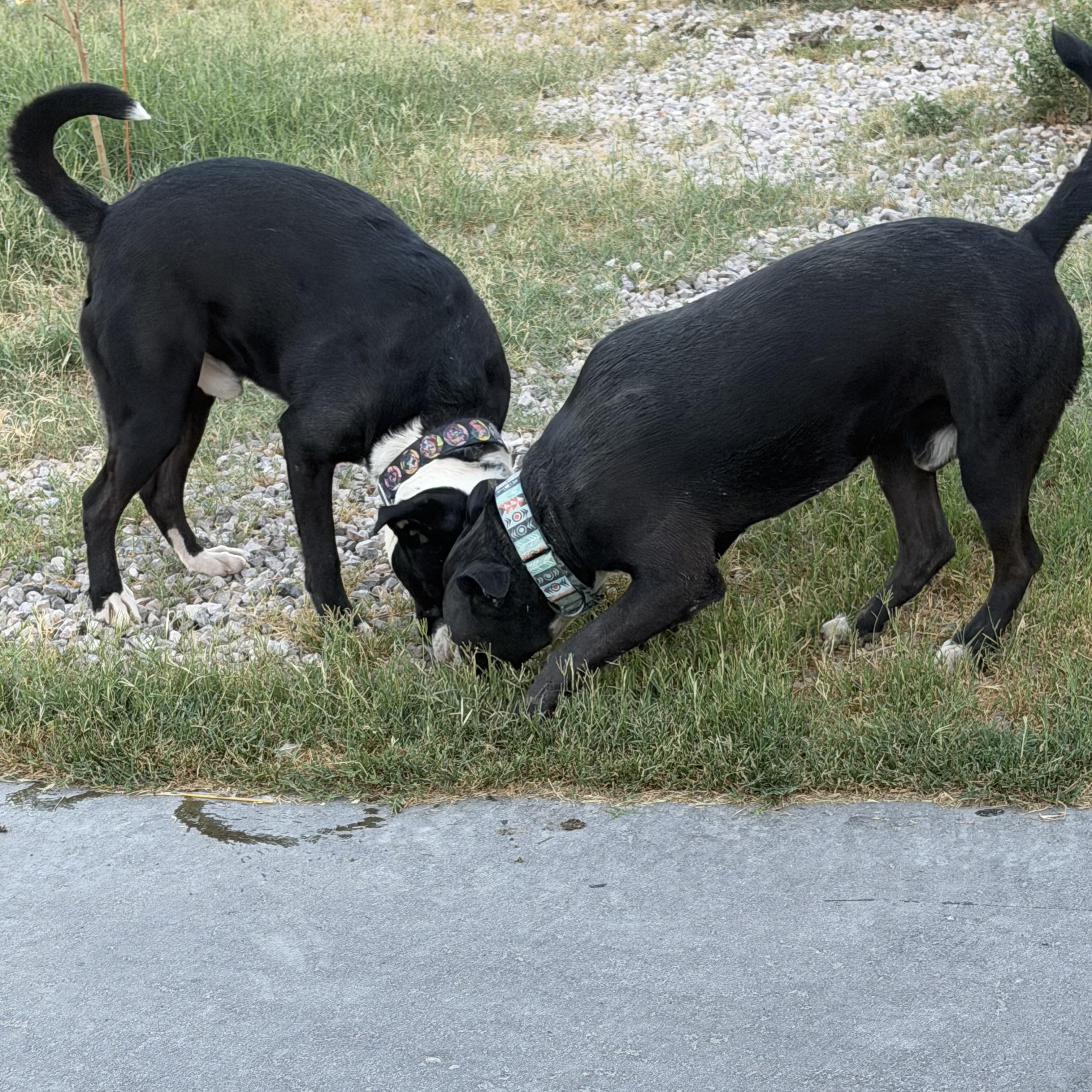 Valkey and Tyson, a ADOPTABLE mixed breed in Las Vegas, NV image 3/5