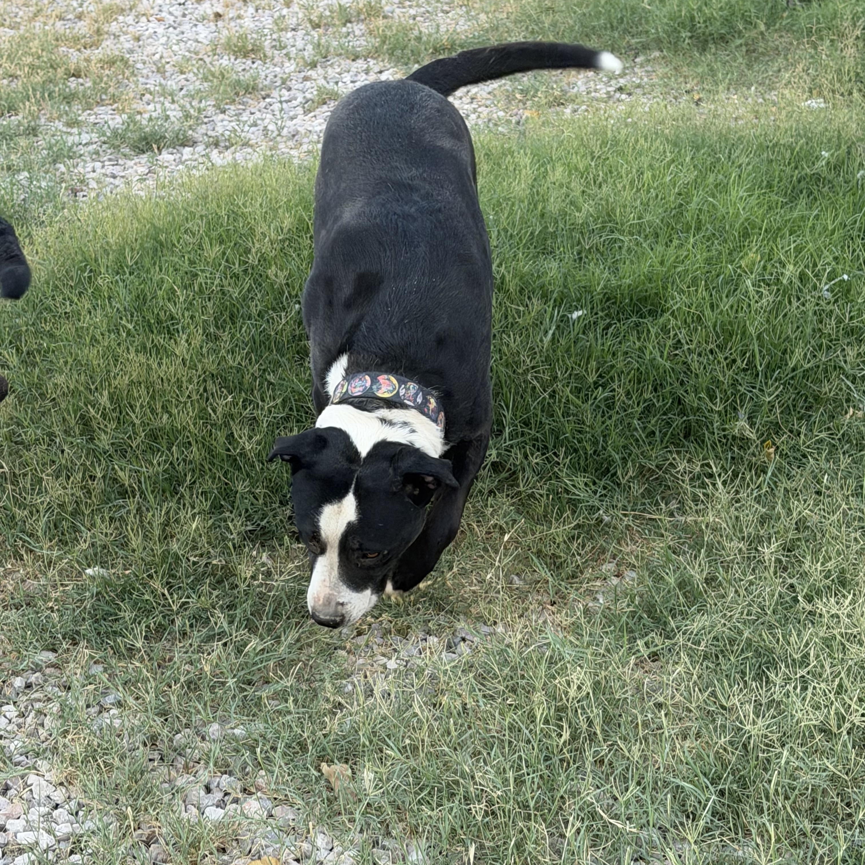 Valkey and Tyson, ADOPTABLE, Young Male Pit Bull Terrier & German Shepherd Dog.