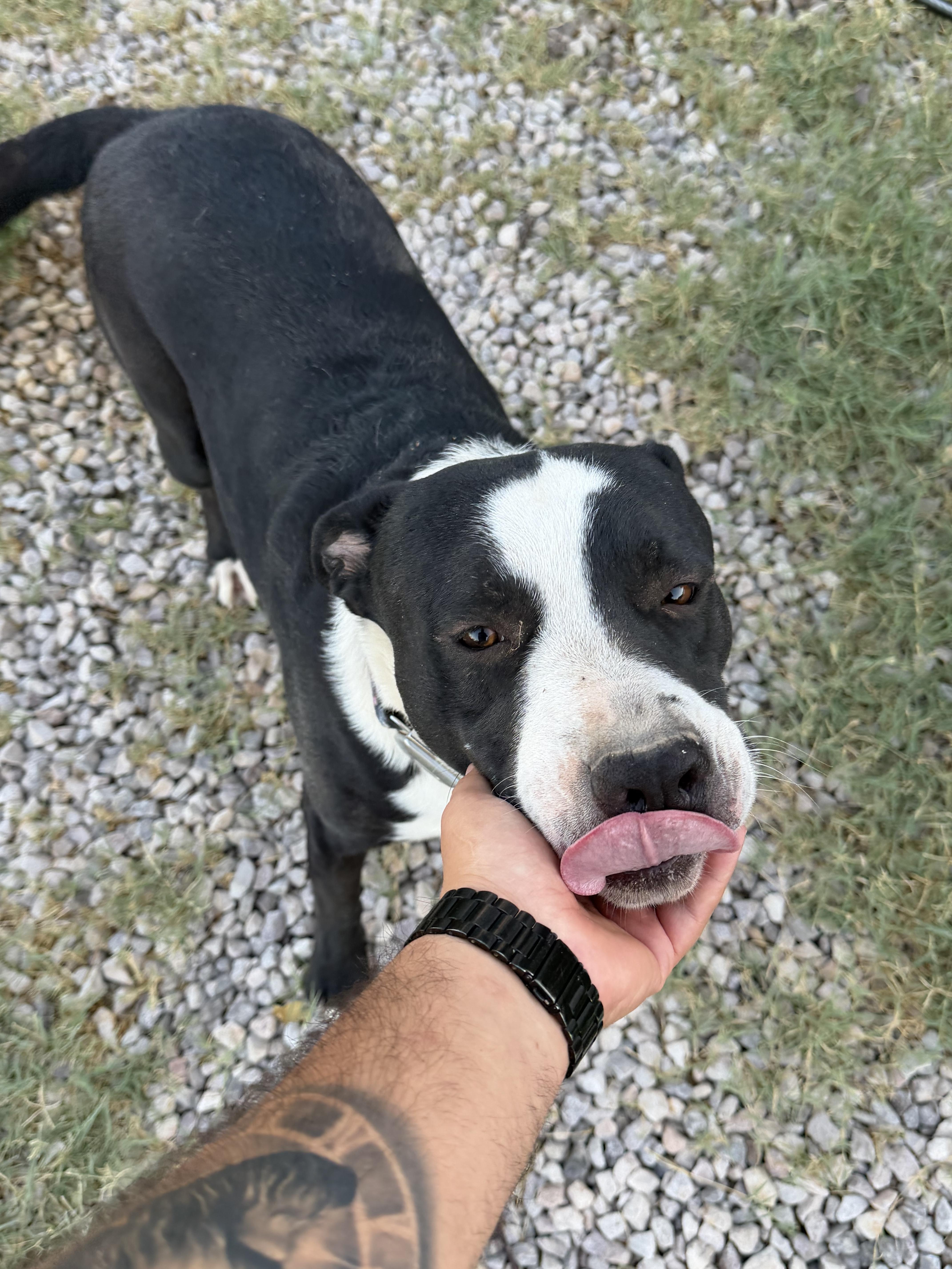 Valkey and Tyson, a ADOPTABLE mixed breed in Las Vegas, NV image 2/5