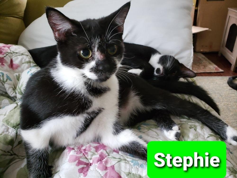 Enlarge Stephie, a Adoptable Domestic Short Hair in Willingboro, NJ image 1/3