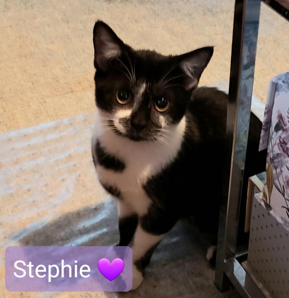 Enlarge Stephie, a Adoptable Domestic Short Hair in Willingboro, NJ image 2/3