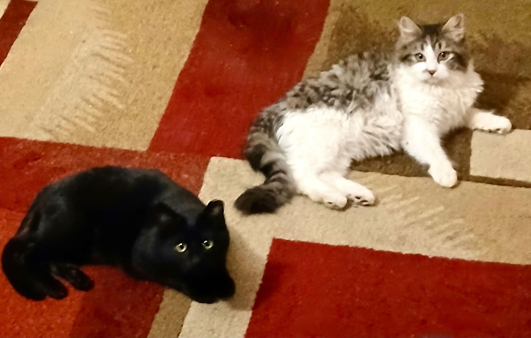 Echo & Wyeth, adopted, Kitten Male Domestic Long Hair & Domestic Short Hair.